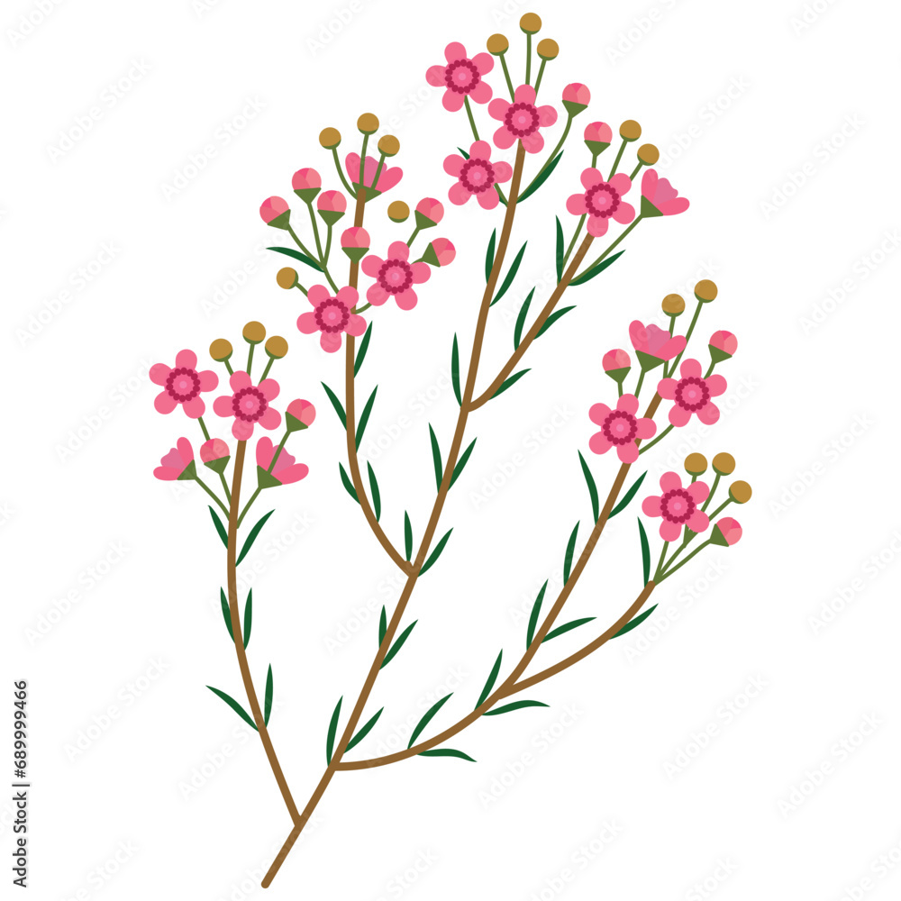 looming pink geraldton wax flowers isolated on white background looming pink geraldton wax flowers isolated on white background