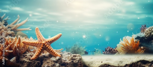 Marine life theme with starfish near ocean floor.