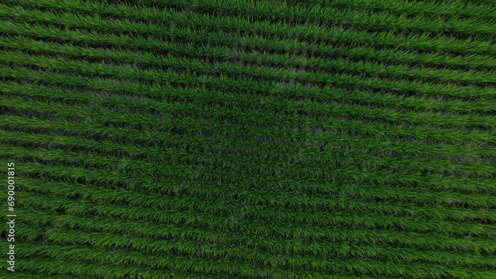 Wind blowing over a wet rice fields, on the countryside of Japan - aerial view Wind blowing over a wet rice fields, on the countryside of Japan - aerial view