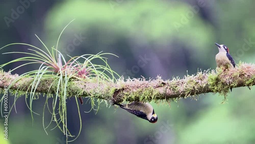 Black-cheeked Woodpecker (Melanerpes pucherani) hiding under a branch for raptor above in the sky photo