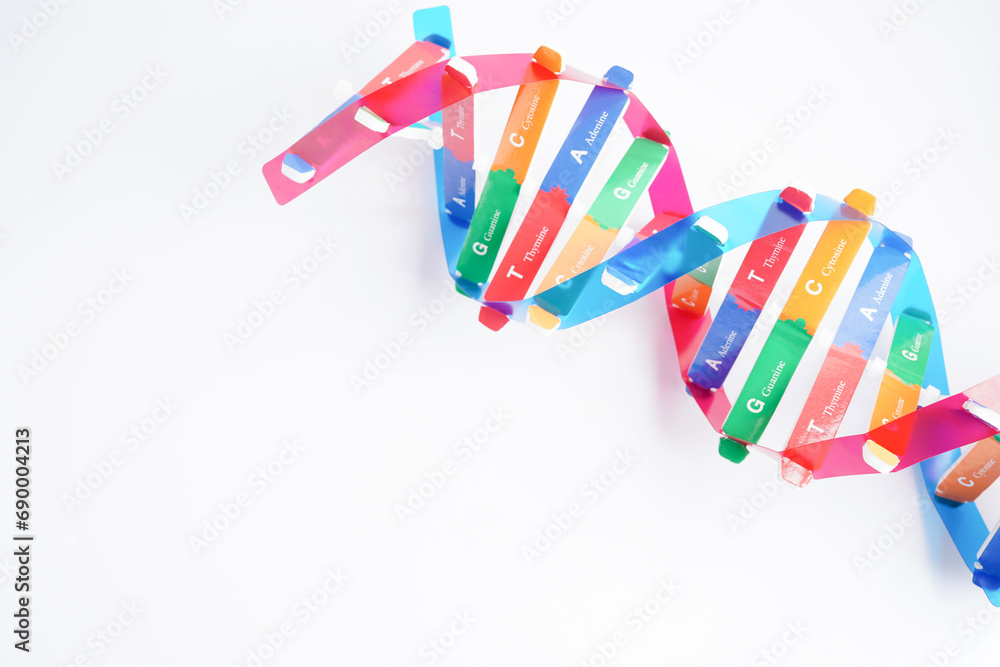 DNA molecule spiral structure model isolated on white background, chromosome and gene chemical science biology. DNA molecule spiral structure model isolated on white background, chromosome and gene chemical science biology.