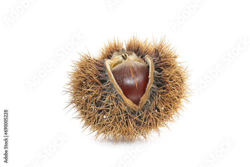 raw japanese chestnut isolated  on a white background photo