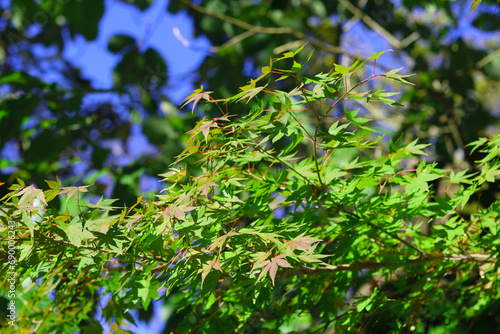 Green leaves of Japanese maple, Acer palmatum, against the blue sky