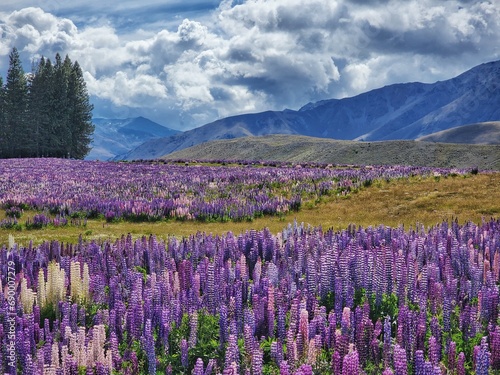 field of lupins New Zealand