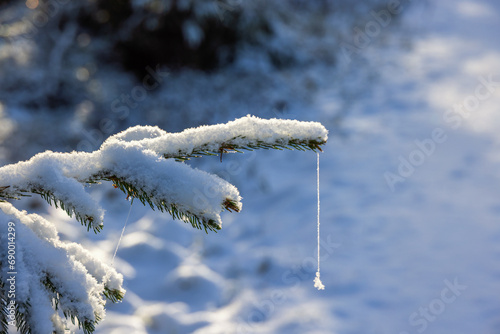Spruce branch with a frozen spider thread