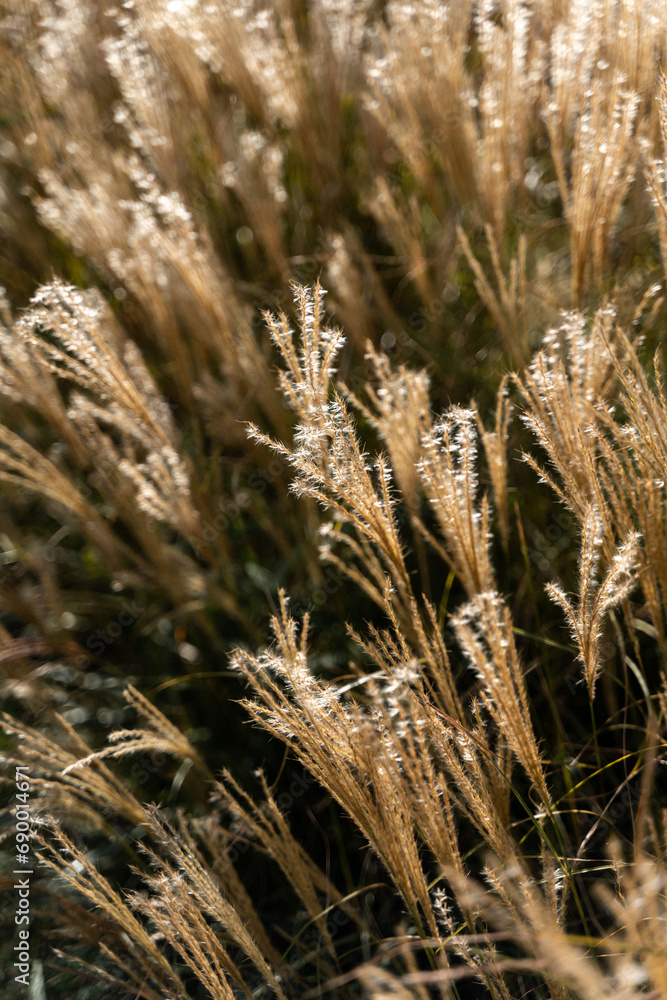 plants in the garden, pampas grass, garden landscaping plants in the garden, pampas grass, garden landscaping