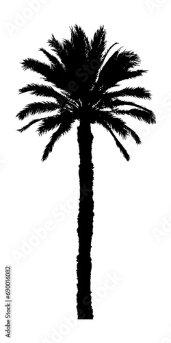 The silhouette of a palm tree