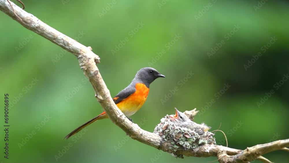 The mother small minivet bird feeding her baby in the nest on a tree branch. Animal wildlife behavior The mother small minivet bird feeding her baby in the nest on a tree branch. Animal wildlife behavior