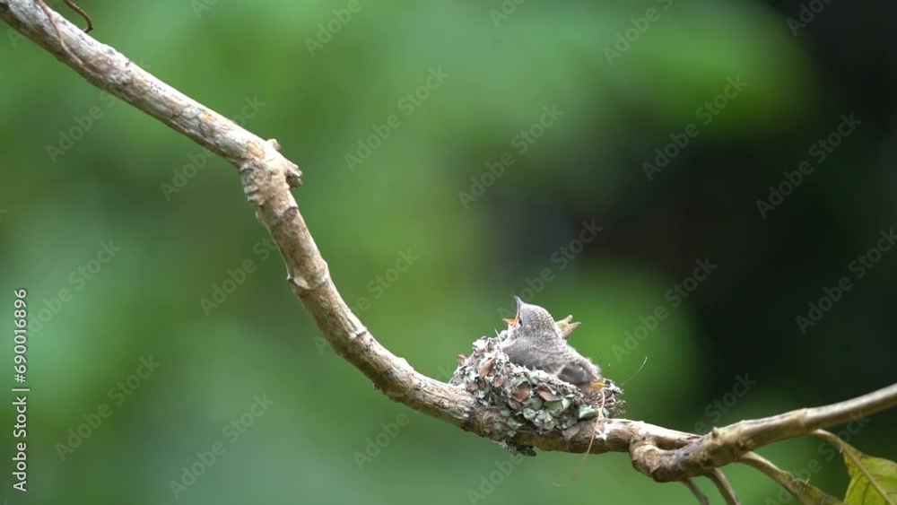 The mother small minivet bird came to her baby in the nest on a tree branch and feeds him The mother small minivet bird came to her baby in the nest on a tree branch and feeds him