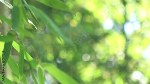 風に揺れる笹の葉の新緑  4K クローズアップ  photo
