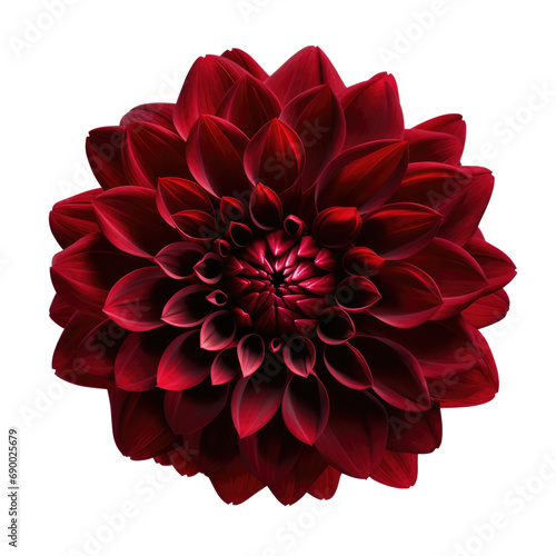 Dark red dahlia png isolated on a white background