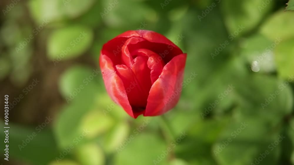 Red tulip flower in spring garden. Red tulip flower in spring garden.