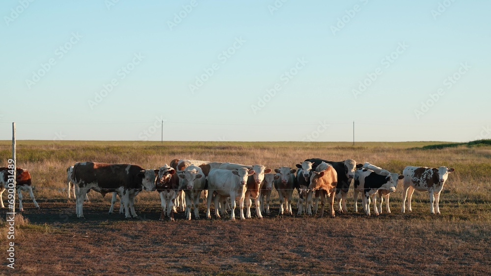 herd cows grazing field, agriculture, farm cow, young herd cows steppe, grazing on green meadow in summer, agriculture concept, feeding cows in a steppe field in summer, farm agriculture young cow.