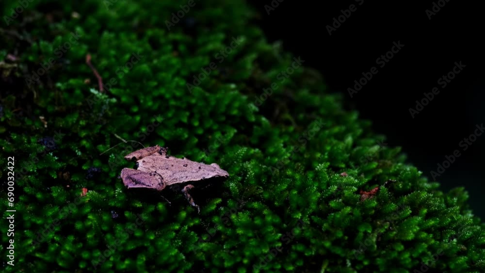 Light plays on this frog resting on a patch of moss deep in the forest, Dark-sided Chorus Frog or Taiwan Rice Frog Microhyla heymonsi, Thailand Light plays on this frog resting on a patch of moss deep in the forest, Dark-sided Chorus Frog or Taiwan Rice Frog Microhyla heymonsi, Thailand