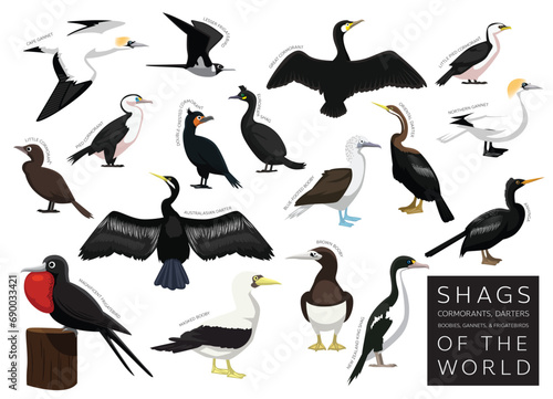 Birds Shag Cormorant Darter Gannet Booby Frigatebird of the World Set Cartoon Vector Character
