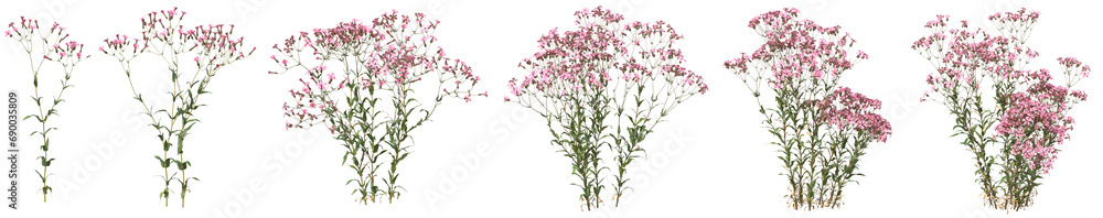 Set of  Vaccaria hispanica plant or cowherb flowers with isolated on transparent background. PNG file, 3D rendering illustration, Clip art and cut out