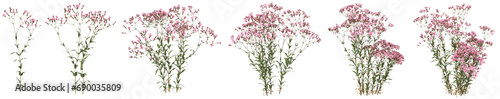 Set of  Vaccaria hispanica plant or cowherb flowers with isolated on transparent background. PNG file, 3D rendering illustration, Clip art and cut out photo