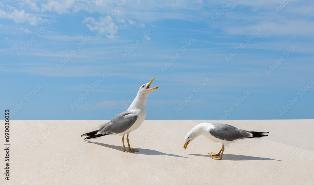 Two seagulls, one of which is screaming Two seagulls, one of which is screaming