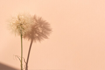 Wandcirkels Pantone 2024 Peach Fuzz Paardenbloem op perzikkleurig papier  © Viktoriia