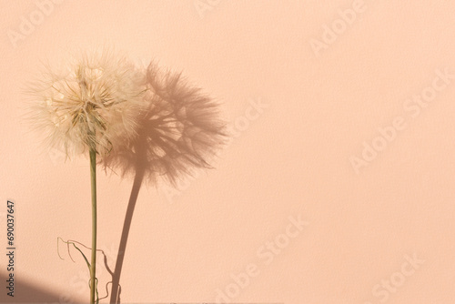 Aesthetic minimalist creative natural backdrop in trendy color 2024 year, peach fuzz concept. Fuzzy dandelion flower on peach paper texture background with natural sun light shadows, copy space