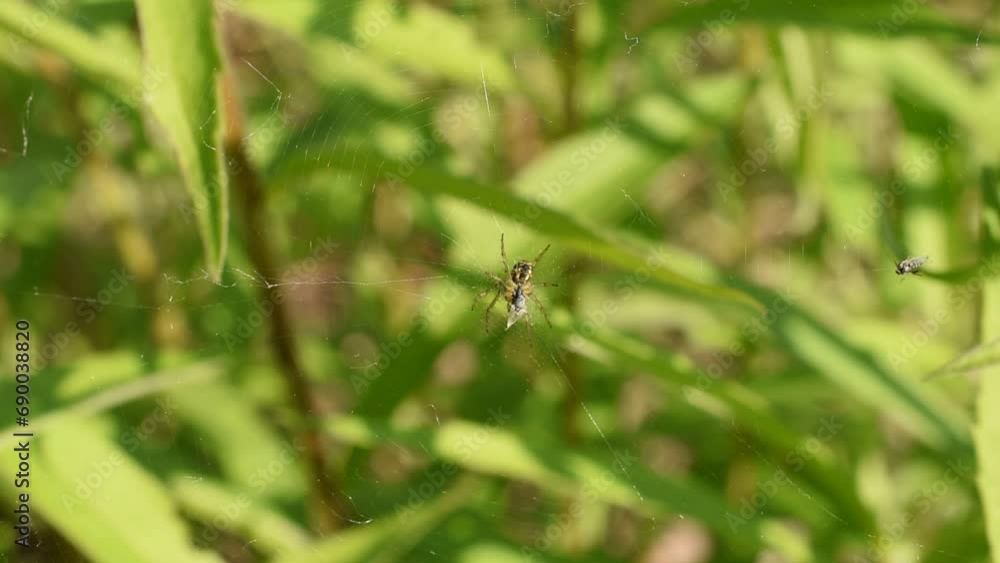 The spider sits in the center of the web, and in the upper corner of the web a fly trapped in the web flutters. The spider sits in the center of the web, and in the upper corner of the web a fly trapped in the web flutters.
