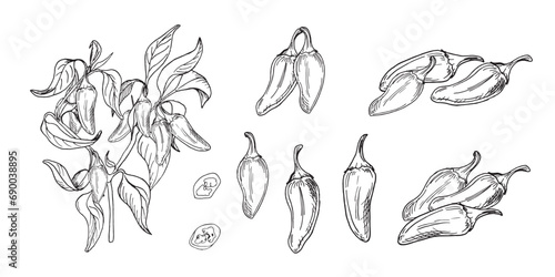 Bush of jalapeno green hot peppers vector illustration isolated on white background. Chili pepper hand drawn ink. Hot pepper plant black white graphic. Design element for wrapping, menu, package