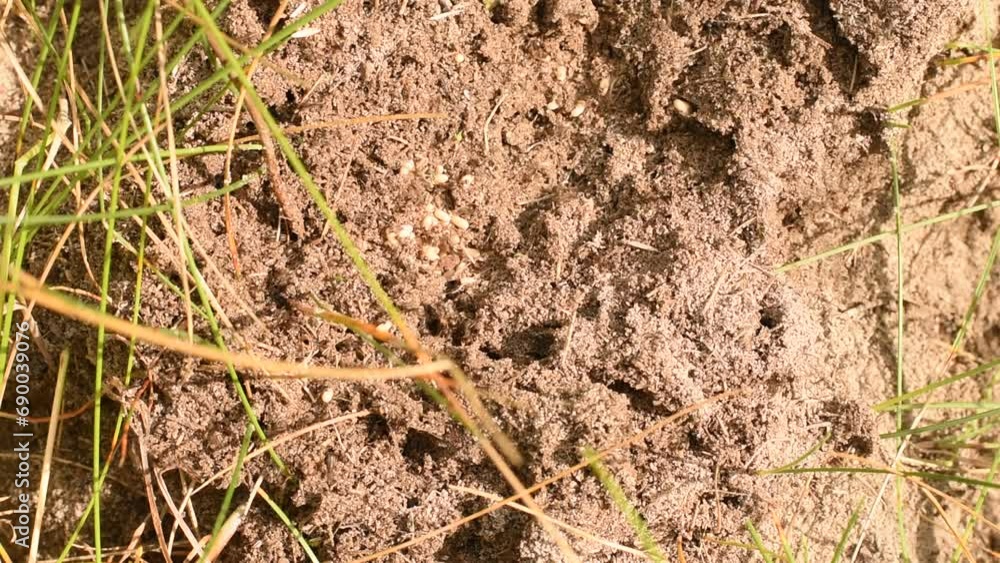 Ants run along the surface of a damaged anthill and hide the larvae deep into the anthill. Ants run along the surface of a damaged anthill and hide the larvae deep into the anthill.