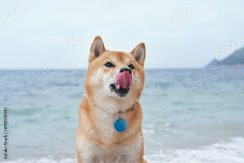 A joyful dog licks its nose against a serene seaside backdrop. With the ocean's expanse behind it, this Shiba Inu enjoys a playful moment on the beach