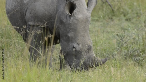 FHD 24p footage of white rhinoceros, white or square-lipped rhino (Ceratotherium simum) in typical KwaZulu Natal habitat. South Africa. photo