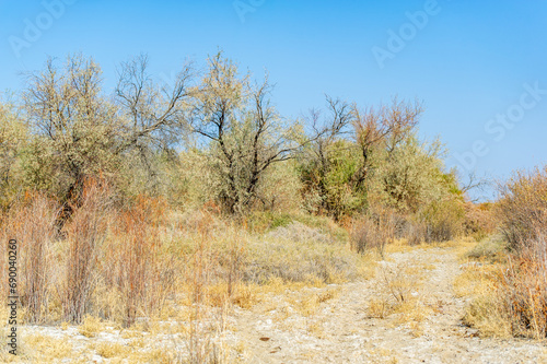 Autumn  Steppe. Prairies. Immerse yourself in the tranquility of this breathtaking Steppe landscape  with tall  sun-drenched grass under clear blue skies.