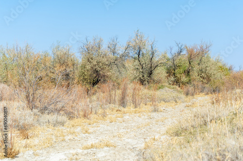 Autumn, Steppe. Prairies. Enjoying the serene beauty of golden autumn hues in this vast, dry grassy field