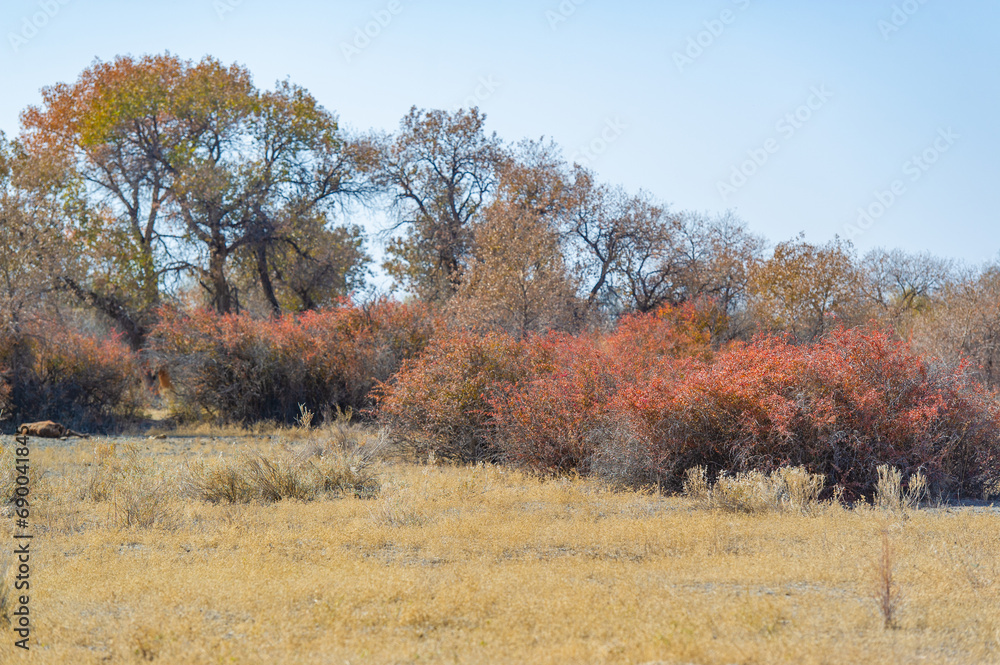 Autumn, Steppe. Prairies. A stunning oasis in the desert desert; lush green bushes flourish in the autumn beauty of the steppe. Autumn Bliss