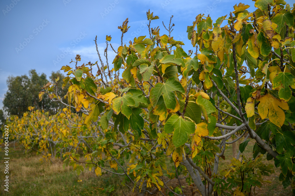 fig trees with yellowed leaves suffer from lack of water 3