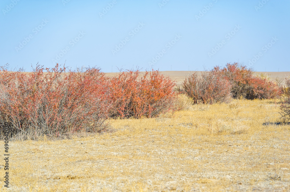 Autumn, Steppe. Prairies. Barberry. A stunning combination of bright autumn colors against an arid desert backdrop. These hardy shrubs beautify barren plains and bring life to desert landscapes.