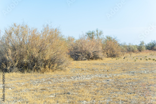 Autumn  Steppe. Prairies. Serenely nestled in the golden embrace of the autumn steppe  a lone tree stands like a stoic sentinel  whispering stories of time and endurance. Harmony of Nature