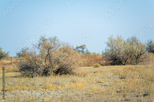 Autumn, Steppe. Prairies. Among the endless autumn steppe, this lonely tree reminds us of the need to be strong, even when the world seems unfamiliar and constantly changing. Find your roots