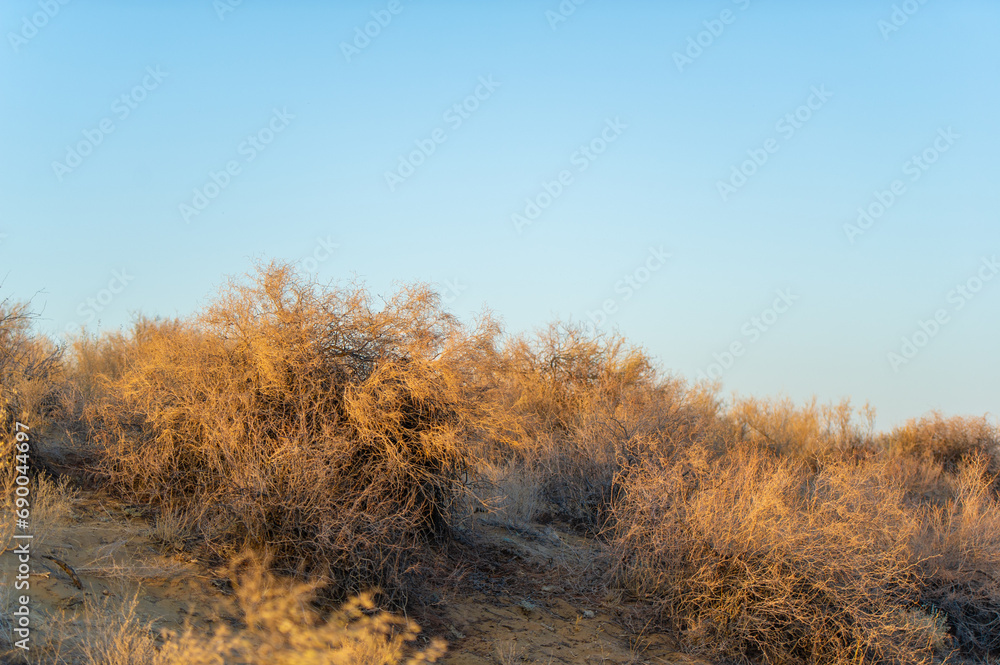 Autumn. Steppe. Sunset. Dunes: Enjoy the beauty of the autumn steppe at sunset. Get lost in the mesmerizing desert skyline. Stroll through a golden oasis and let your worries melt away.