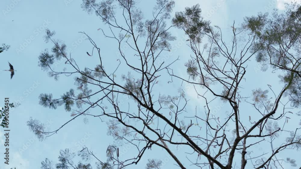 View throw the trees on a lonely beautiful asian crane flying in the blue summer sky. Slow motion panning shot View throw the trees on a lonely beautiful asian crane flying in the blue summer sky. Slow motion panning shot