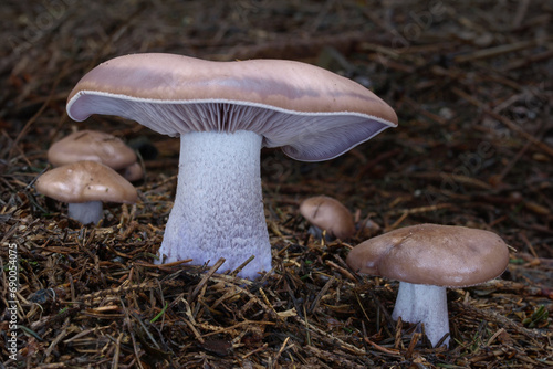 Cuadro en lienzo Close-up of lilac edible mushroom Lepista nuda in needles