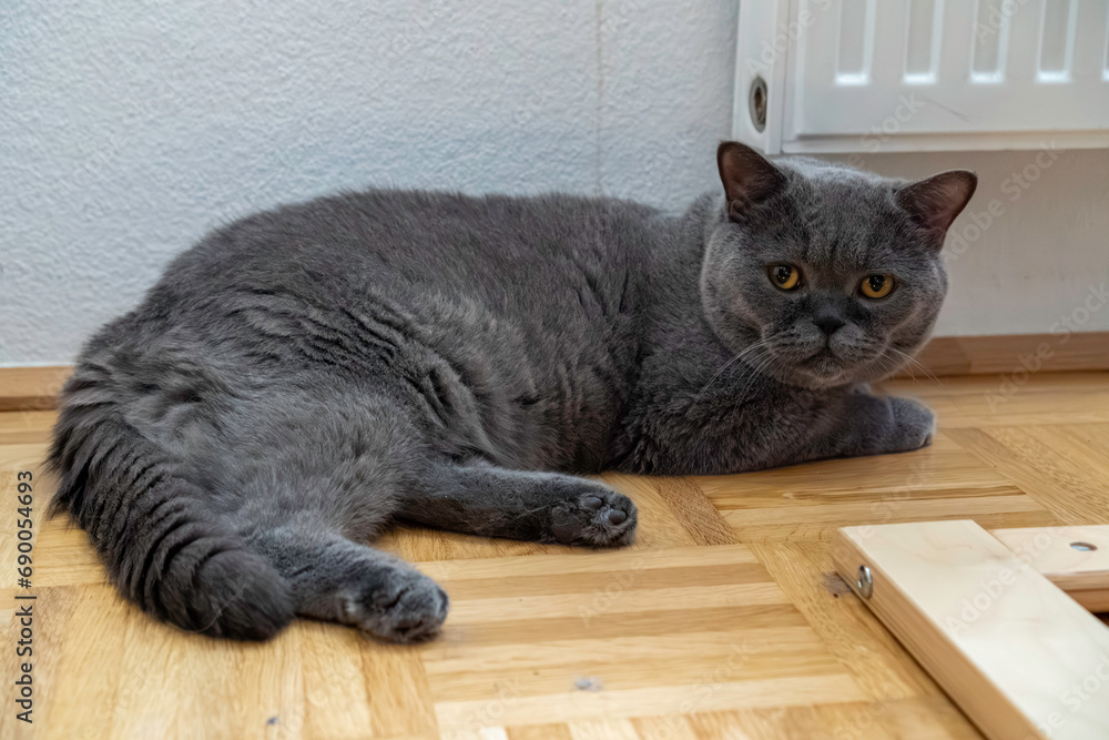Young adult gray British Shorthair cat with yellow eyes lying on the floor, looking at camera.