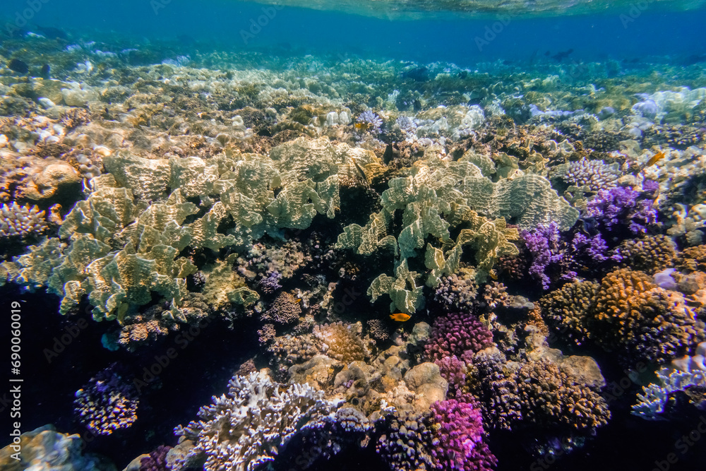 amazing underwater world with different colored corals in clear water