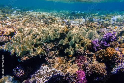 amazing underwater world with different colored corals in clear water © thomaseder