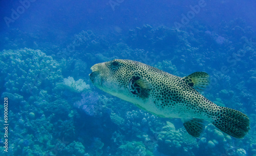 amazing star pufferfish swimming slow over the corals in deep blue water from egypt