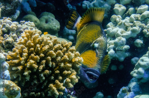 Fototapeta Naklejka Na Ścianę i Meble -  green triggerfish between corals in the red sea