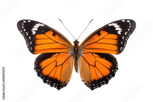Wings of Wonder: Exploring the Graceful Flight of a Butterfly isolated on transparent background