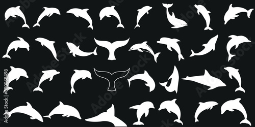 Dolphin vector illustration, Depicting marine life, ocean, sea creatures, Dolphins, mammals, fish, aquatic animals, cetaceans, porpoises, whales, orcas, beluga, narwhal, humpback, fin, dolphin photo