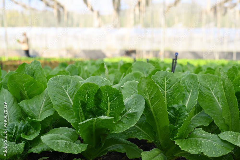 Fresh green lettuce growing in organic greenhouse. Sustainable agriculture and Healthy food concept Fresh green lettuce growing in organic greenhouse. Sustainable agriculture and Healthy food concept