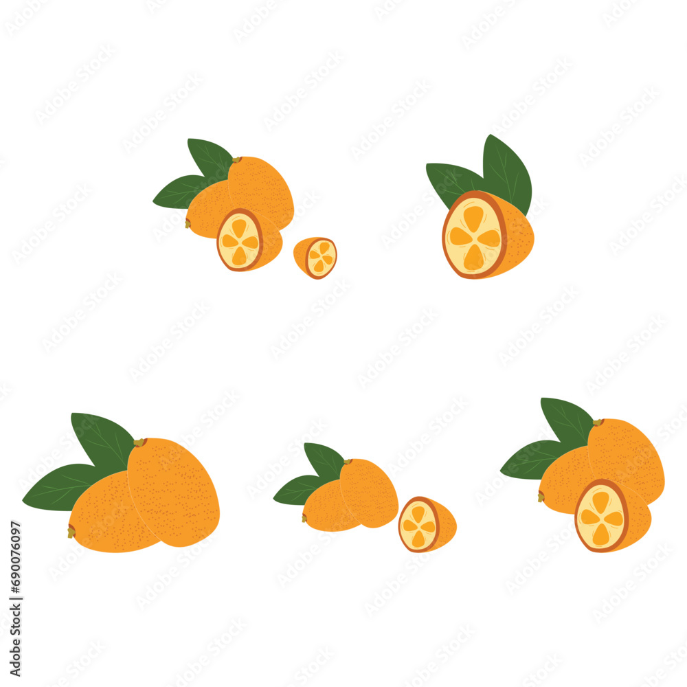 Kumquat citrus fruit with leaf in flat style isolated on white background. Kumquat citrus fruit with leaf in flat style isolated on white background.