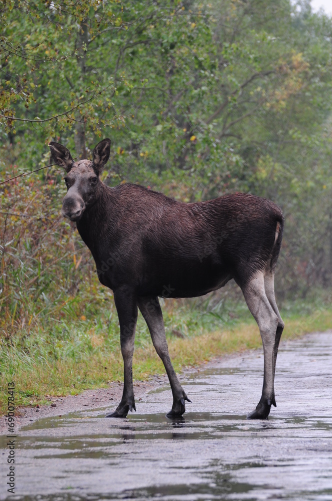 Fototapeta premium Łoś, duże zwierzę.