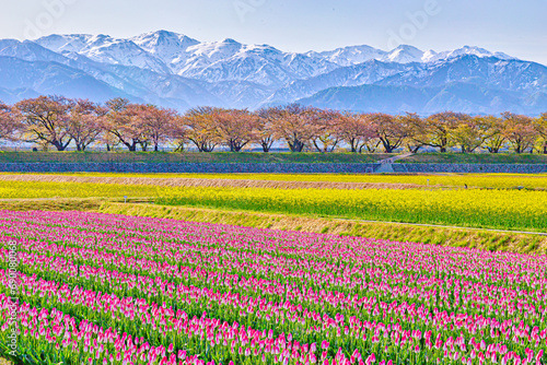 日本の春、残雪が残る山、桜、菜の花、そしてカラフルに咲くチューリップ。
